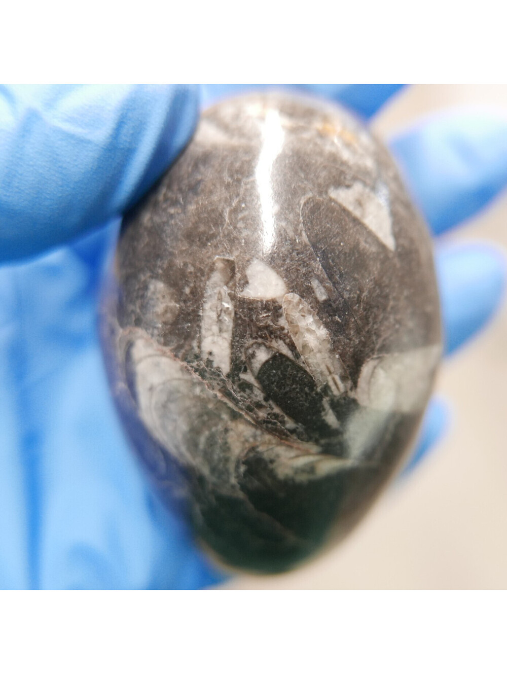 Polished Orthoceras Fossil Egg 2.75" Genuine Cephalopod Natural Marine Specimen